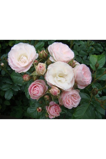 Мускусний гібрид Букет Парфе 